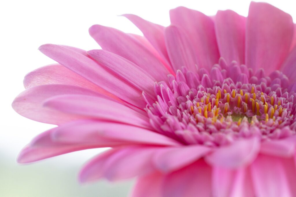 gerbera