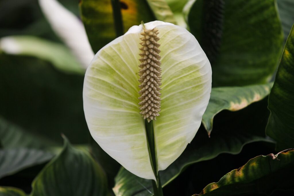 giglio della pace