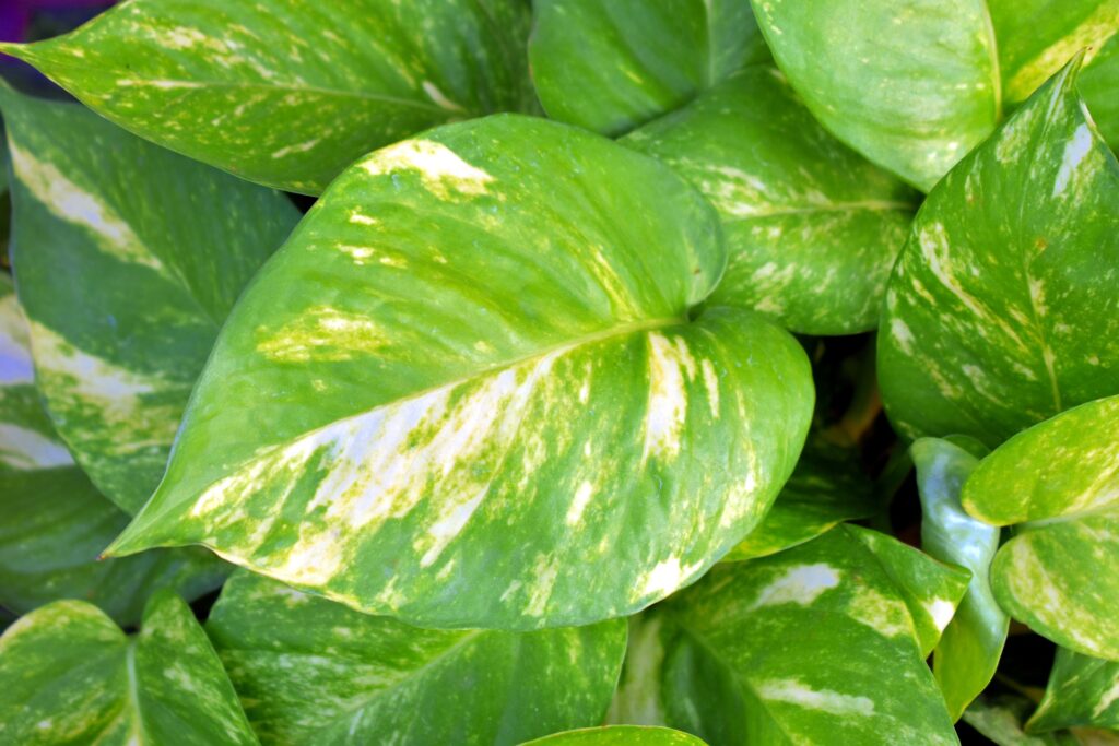 Pothos-dorato-10-piante-da-interno-che-non-richiedono-manutenzione